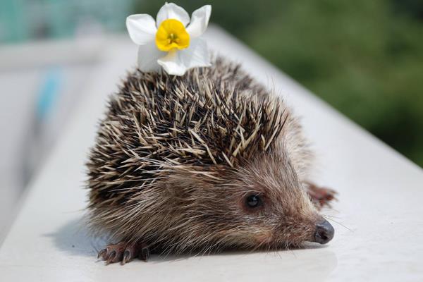 晚上看見刺猬預(yù)示什么 刺猬進(jìn)宅的征兆和說法