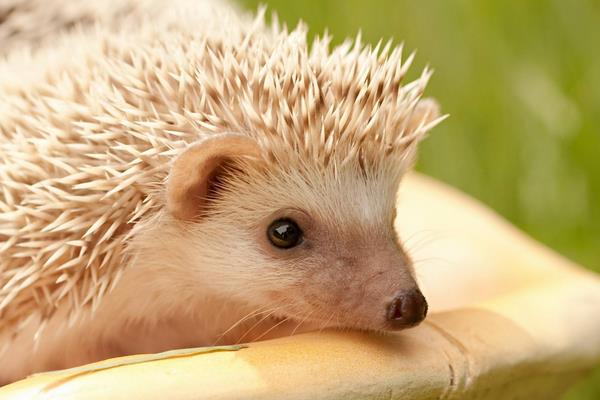 晚上看見刺猬預(yù)示什么 刺猬進(jìn)宅的征兆和說法