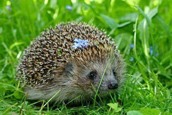 晚上看見刺猬預(yù)示什么 刺猬進(jìn)宅的征兆和說法