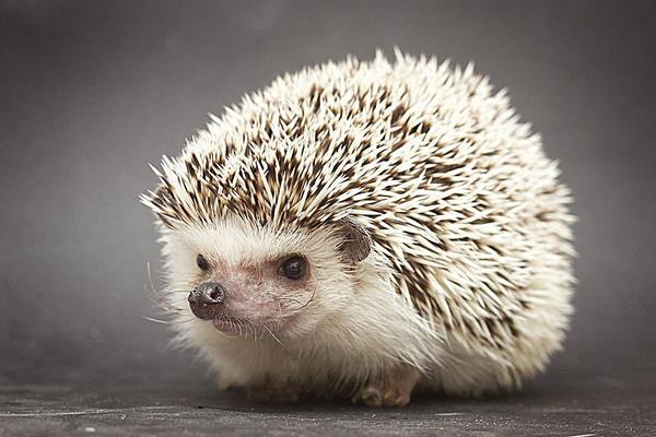 晚上看見刺猬預(yù)示什么 刺猬進(jìn)宅的征兆和說法