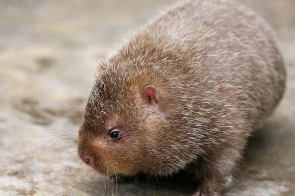 竹鼠和老鼠的區別是什么 竹鼠和老鼠哪一種厲害