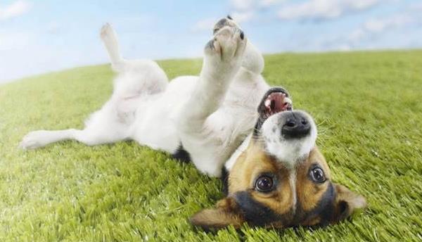 狗狗愛吃草是為什么 狗狗眼淚多怎么回事