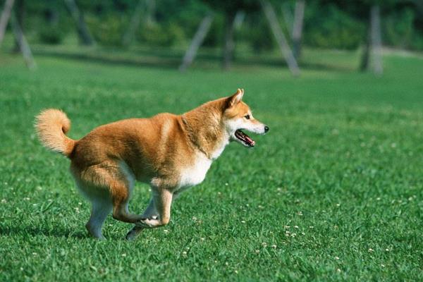 狗狗補鈣吃什么好 養(yǎng)狗狗的注意事項