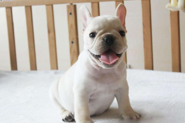 狗狗一年相當于幾歲 狗狗晚上愛叫怎么辦