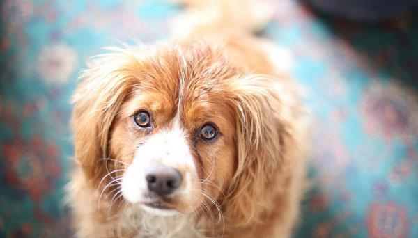 狗狗一年相當于幾歲 狗狗晚上愛叫怎么辦