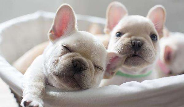 狗狗一年相當于幾歲 狗狗晚上愛叫怎么辦