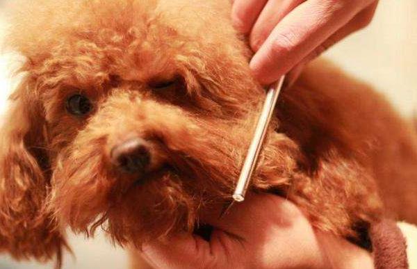 狗狗一年相當于幾歲 狗狗晚上愛叫怎么辦