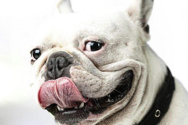 狗狗一年相當于幾歲 狗狗晚上愛叫怎么辦