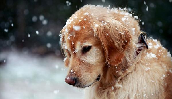 夏天狗狗掉毛吃什么好 狗狗掉毛嚴重是什么原因