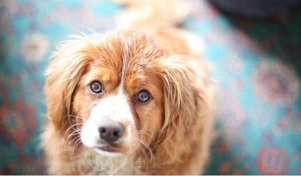 狗狗補鈣吃什么好 養狗狗的注意事項