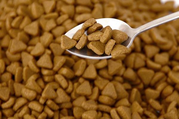 狗狗補鈣吃什么好 養狗狗的注意事項