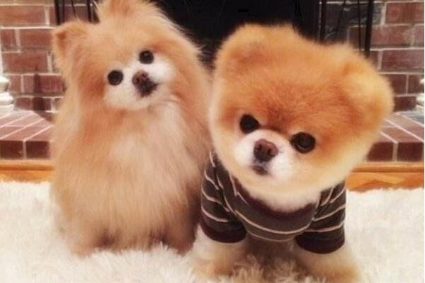 狗狗補鈣吃什么好 養狗狗的注意事項