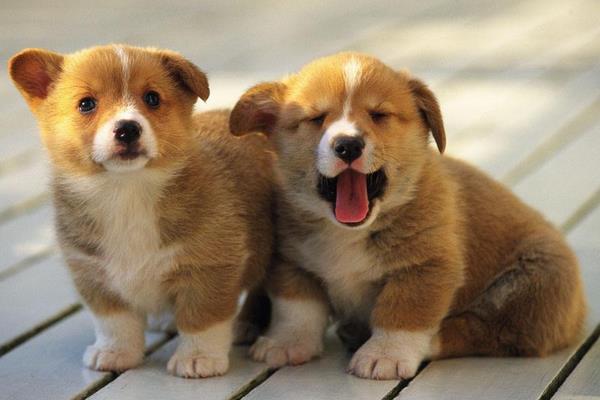 狗狗補鈣吃什么好 養狗狗的注意事項