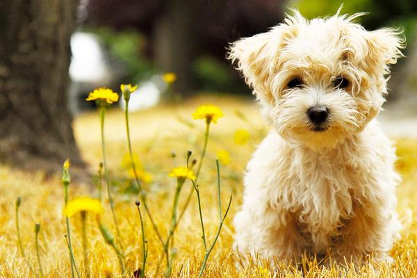 狗狗發情怎么解決 狗狗發情可以洗澡嗎