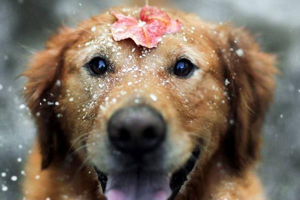 狗狗一年相當(dāng)于幾歲 狗狗晚上愛叫怎么辦