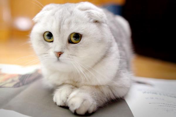 英短折耳貓多久發病 折耳貓發病后能活多久