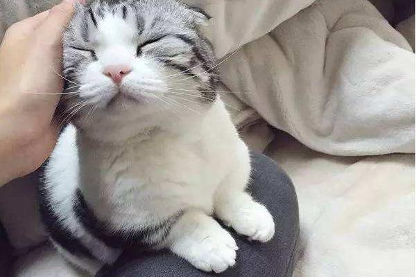 英短折耳貓多久發病 折耳貓發病后能活多久