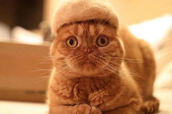 英短折耳貓多久發病 折耳貓發病后能活多久