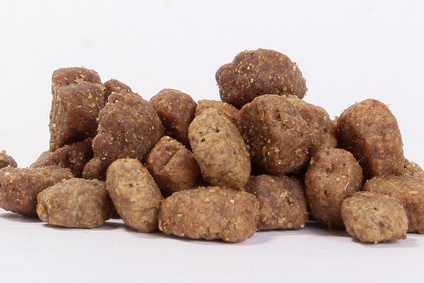 英短折耳貓多久發病 折耳貓發病后能活多久