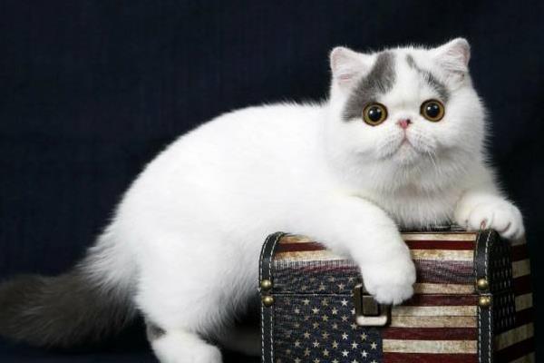 異國短毛貓是加菲貓嗎 短毛貓有哪些品種