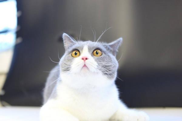 英國短毛貓吃什么 英國短毛貓掉毛嗎