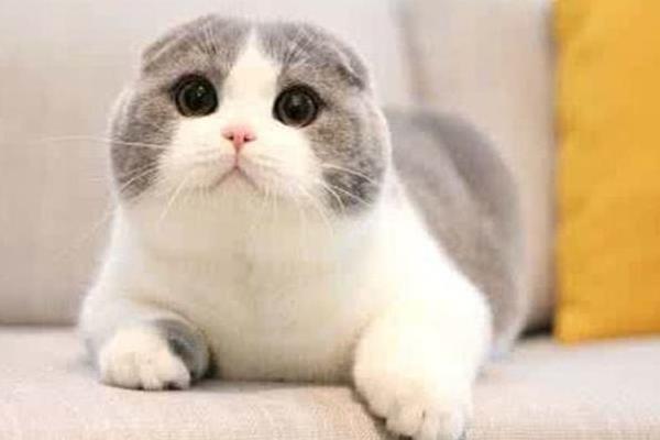 英短折耳貓多久發病 折耳貓發病后能活多久