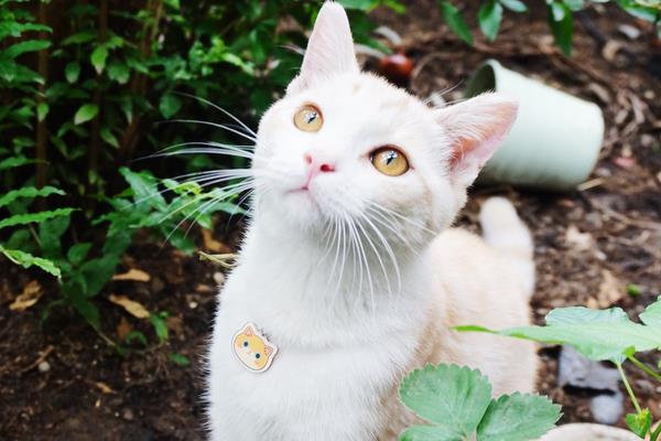 田園貓市場(chǎng)價(jià)格多少錢一只 中華田園貓?jiān)趺答B(yǎng)