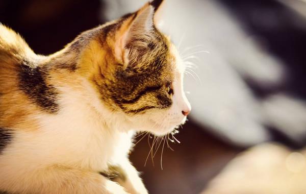 貓得了貓癬怎么辦 貓癬的治療方法