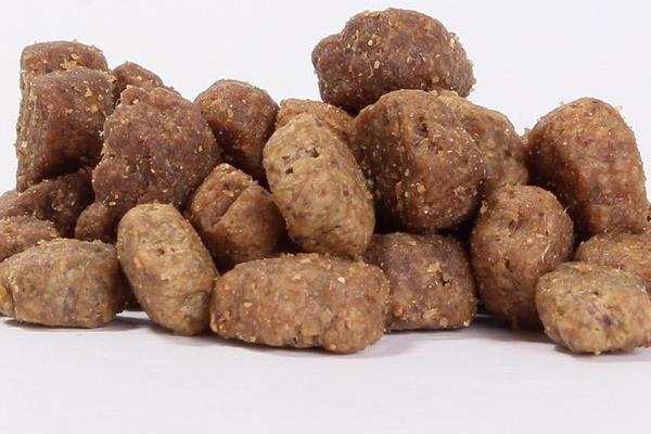 英國短毛貓吃什么 英國短毛貓掉毛嗎