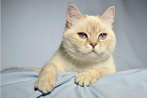 英國短毛貓吃什么 英國短毛貓掉毛嗎