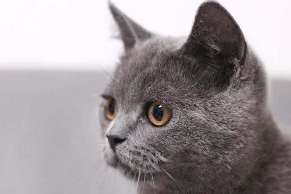 英國短毛貓吃什么 英國短毛貓掉毛嗎