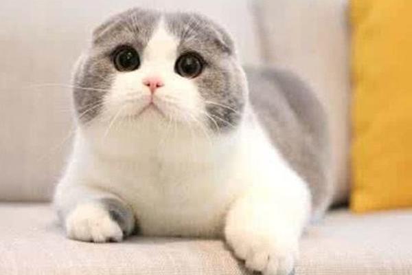 折耳貓耳朵不折怎么辦 折耳貓吃什么貓糧最好