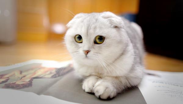 折耳貓什么姿勢是犯病 折耳貓發病癥狀