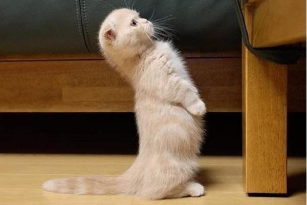 折耳貓什么姿勢是犯病 折耳貓發病癥狀