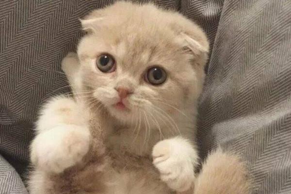 折耳貓什么姿勢是犯病 折耳貓發病癥狀