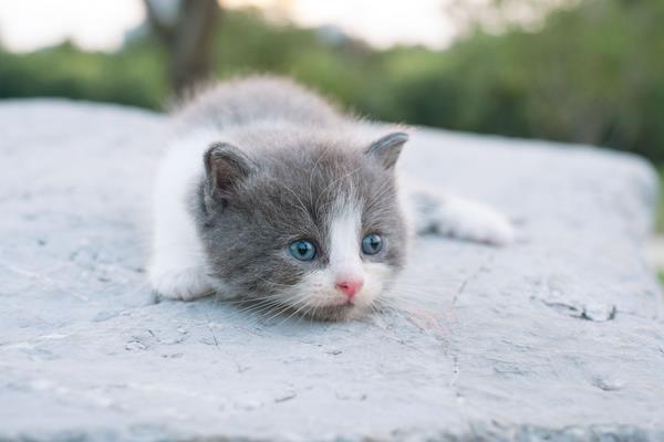 折耳貓什么姿勢是犯病 折耳貓發病癥狀