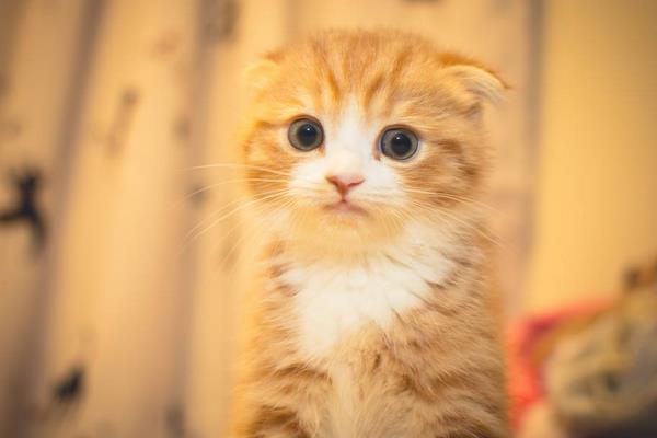 折耳貓什么姿勢是犯病 折耳貓發病癥狀