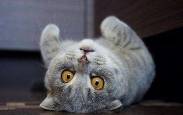 折耳貓什么姿勢是犯病 折耳貓發病癥狀