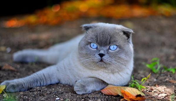 折耳貓生病的早期癥狀 折耳貓一定會發病嗎