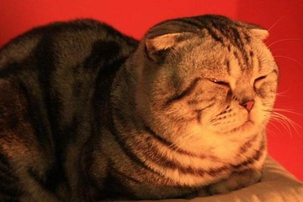 折耳貓市場價格多少錢一只 折耳貓什么顏色最貴