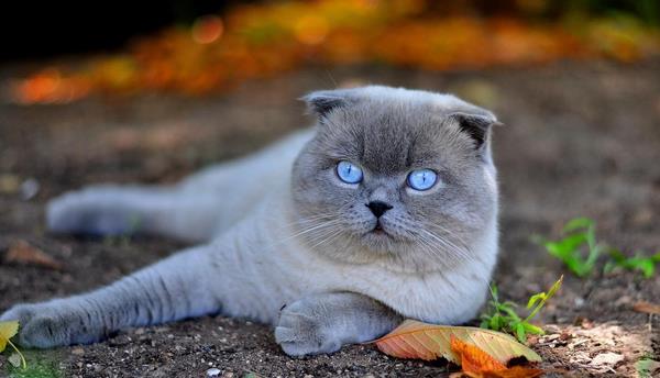 折耳貓市場價格多少錢一只 折耳貓什么顏色最貴