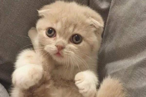 折耳貓市場價格多少錢一只 折耳貓什么顏色最貴