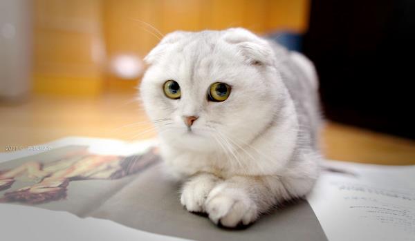 折耳貓市場價格多少錢一只 折耳貓什么顏色最貴