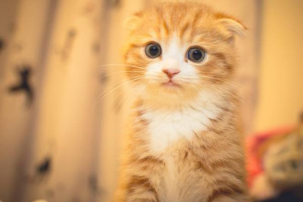 折耳貓市場價格多少錢一只 折耳貓什么顏色最貴