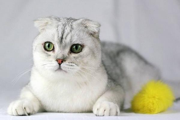 折耳貓為什么不能養 所有的折耳貓都有病嗎