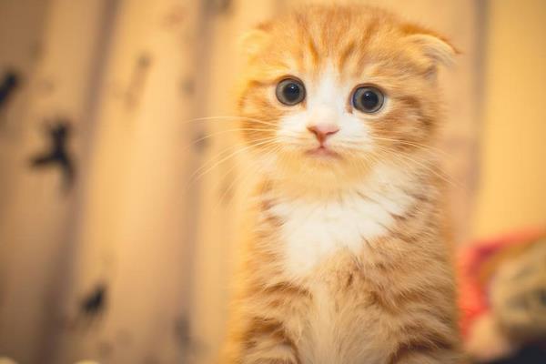 折耳貓為什么不能養 所有的折耳貓都有病嗎