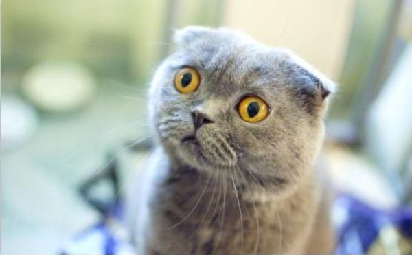折耳貓為什么不能養 所有的折耳貓都有病嗎
