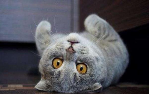 折耳貓為什么不能養 所有的折耳貓都有病嗎