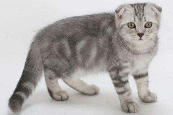 折耳貓為什么不能養 所有的折耳貓都有病嗎