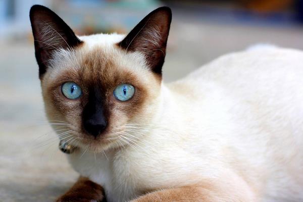 怎么防止暹羅貓變黑 暹羅貓為什么越來越黑